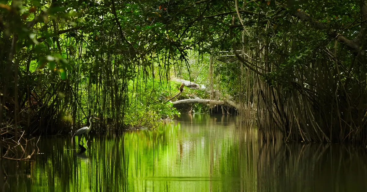 Which River Forms The Largest Delta In India?