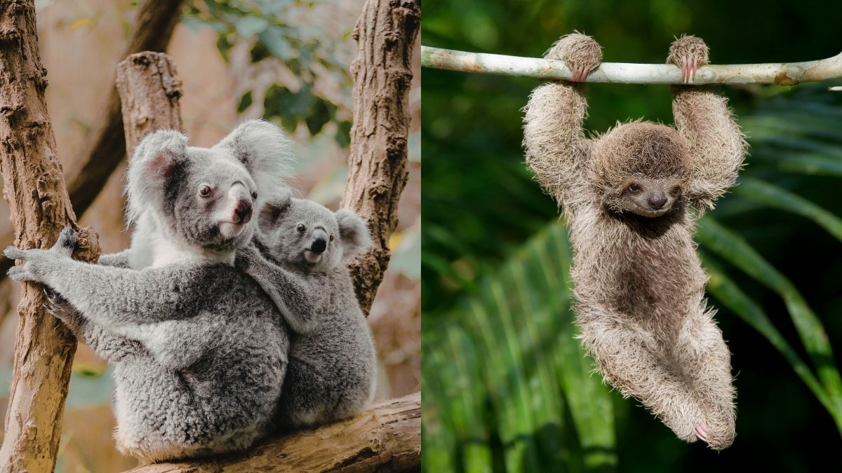 List of Top 7 Animals that Sleep the Most: Ranked