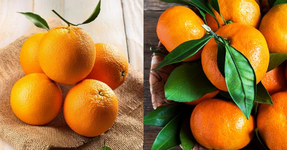 Orange vs Tangerine: Check All the Differences Here!