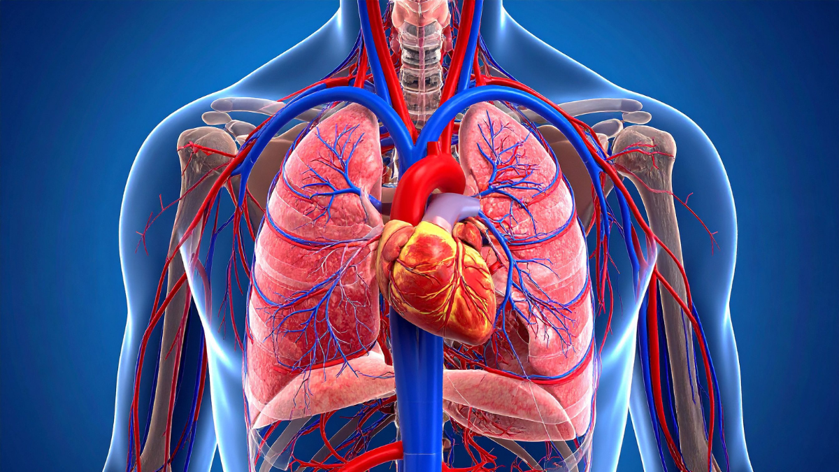 List of Organs in a Human Body