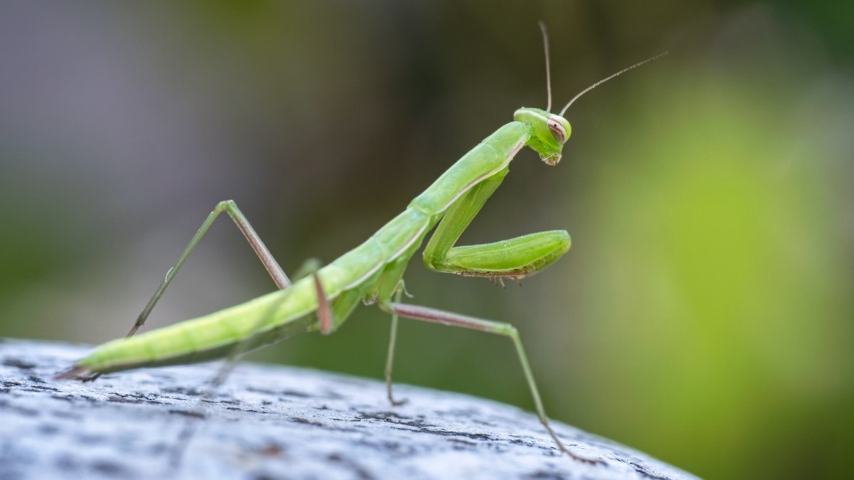 List of Top 10 Strongest Insects in the World