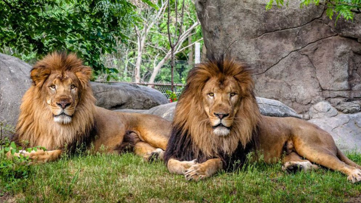 List of Major Zoos in India