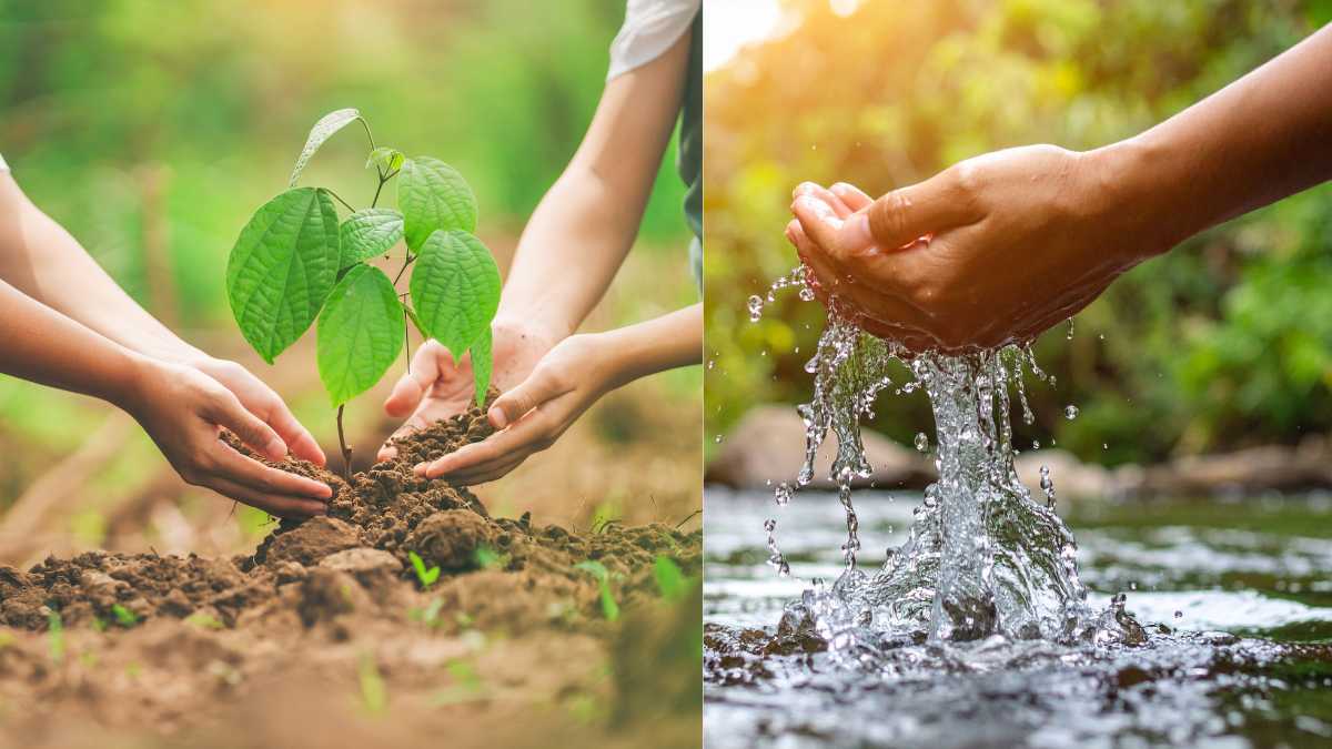 Difference between Conservation and Preservation