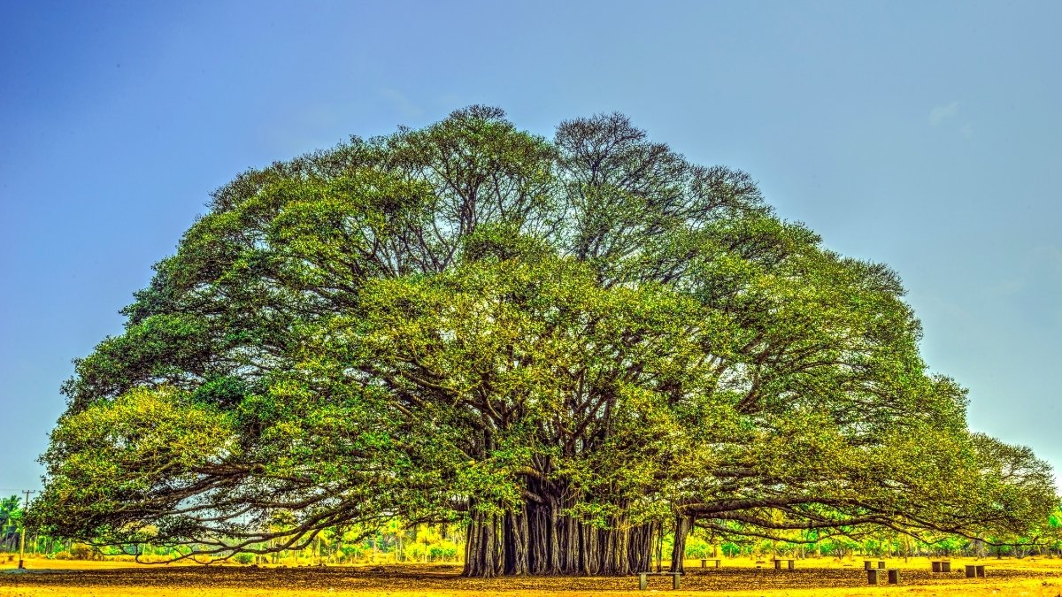 What is the Scientific Name of the Banyan Tree?