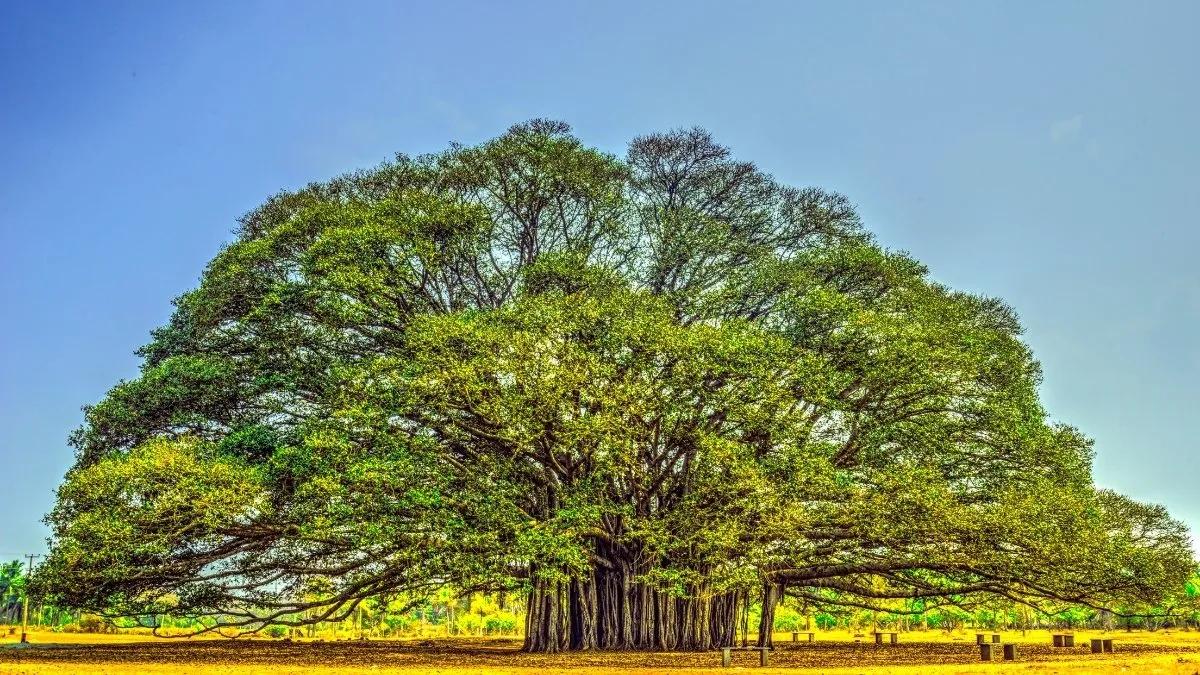 Scientific name of the Banyan Tree
