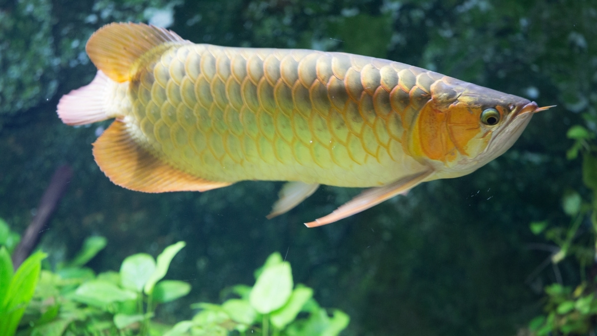 List of 9 Most Expensive Aquarium Fish in the World in 2025: Ranked