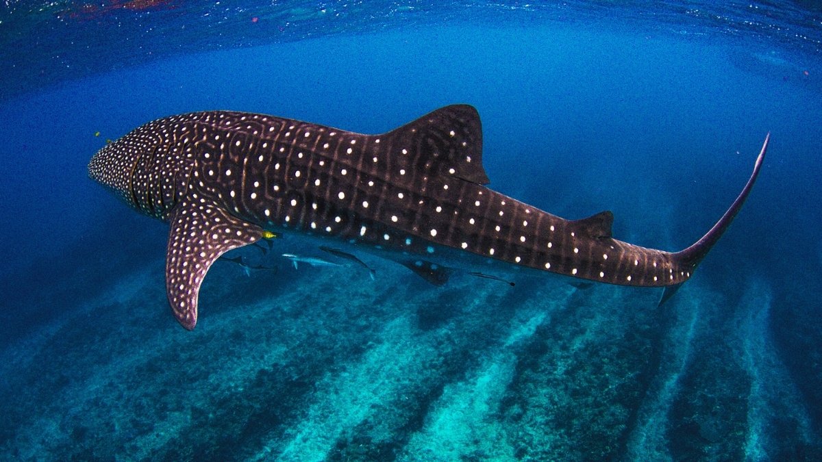 List of 9 Longest Fishes in the World [Ranked]