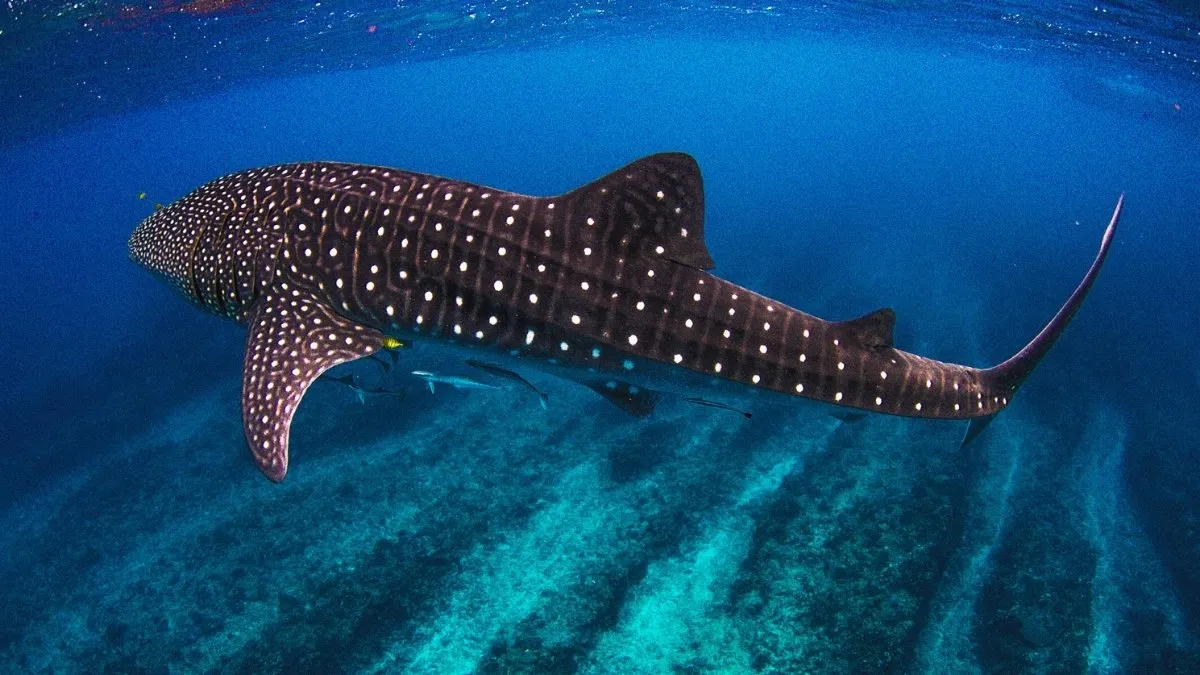 List of 9 Longest Fishes in the World.