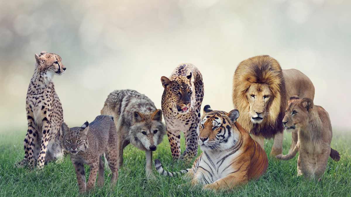 List of 7 Mammals That Can Live Without Water the Longest