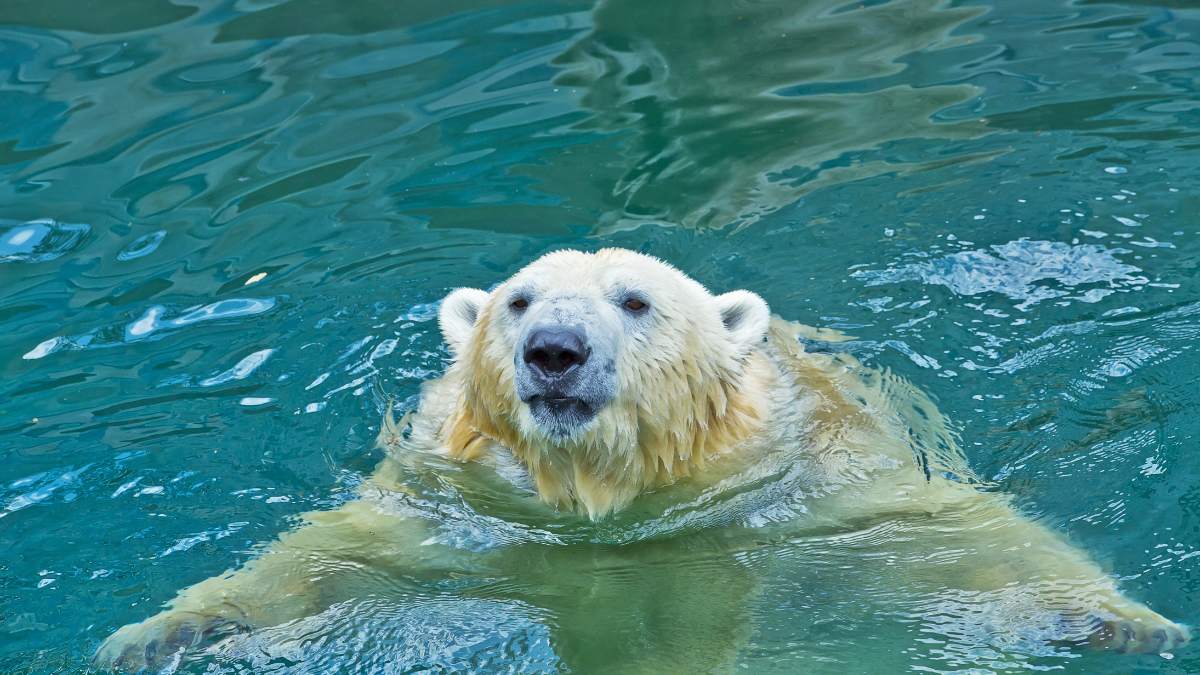 List of 10 World’s Largest Bear Species