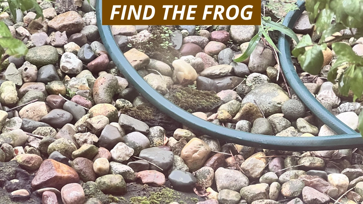 Optical Illusion: Test Your Eagle Eyes By Finding the Hidden Frog In 5 Seconds!
