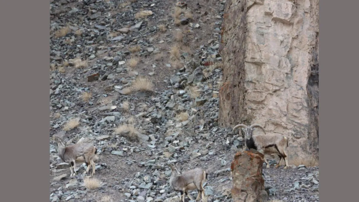 Find the hidden snow leopard in this natural camouflage of a rocky mountain habitat in the optical illusion