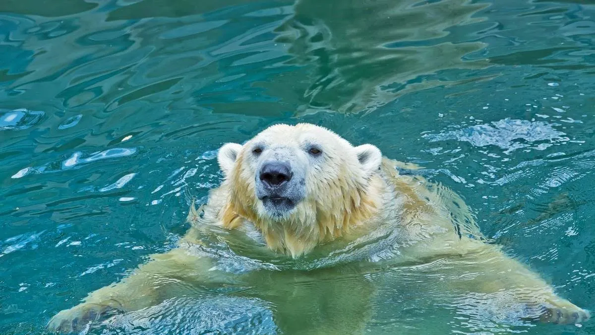 Largest Bear Species