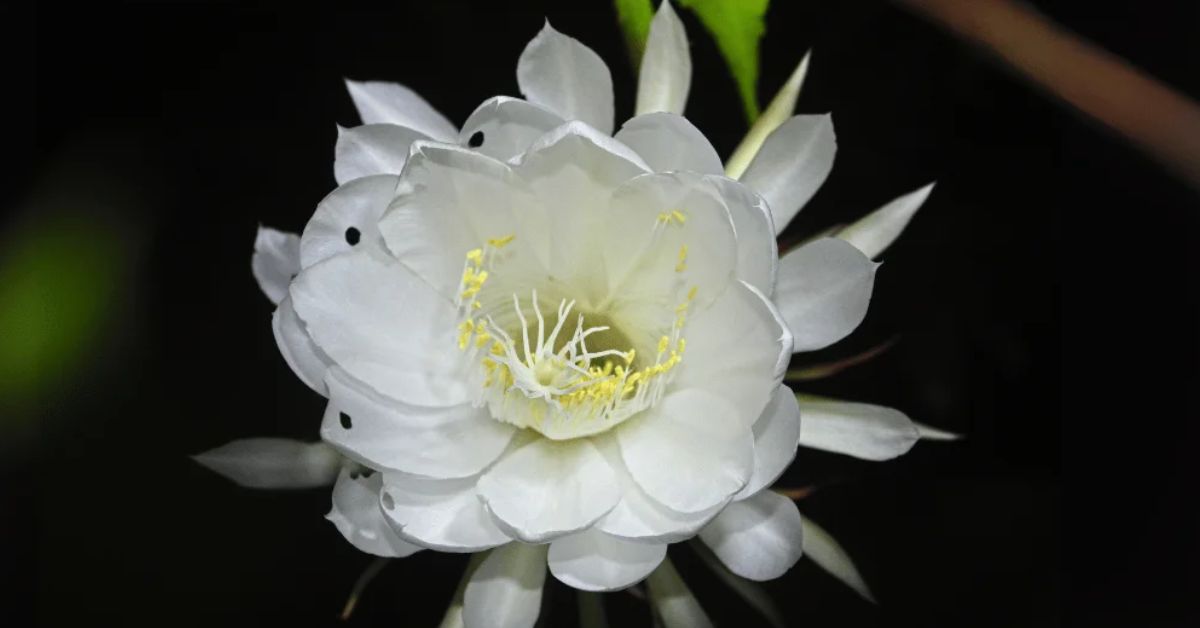 List of Top Rare Flowers That Bloom Only Once in a Lifetime