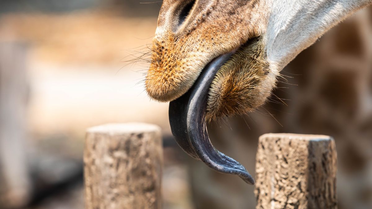 List of Animals With Long Tongues