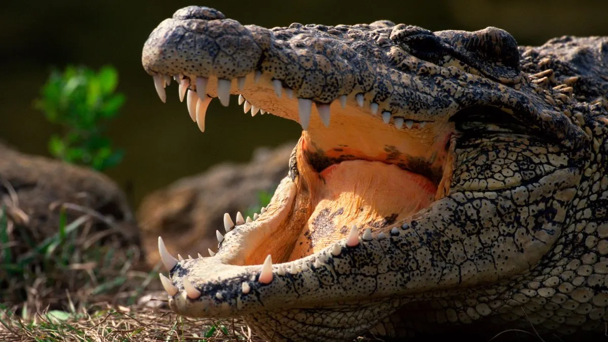 Animals with Strongest Bite Force