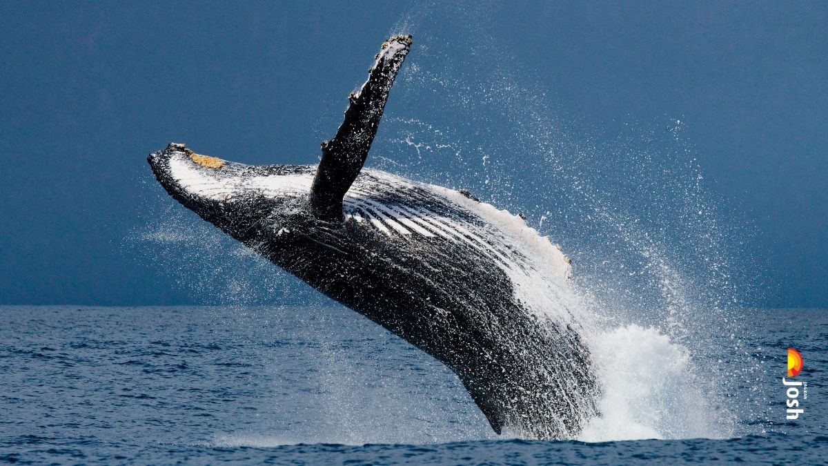 दुनिया की अब तक की 7 सबसे बड़ी व्हेल कौन सी है? देखें यहां 
