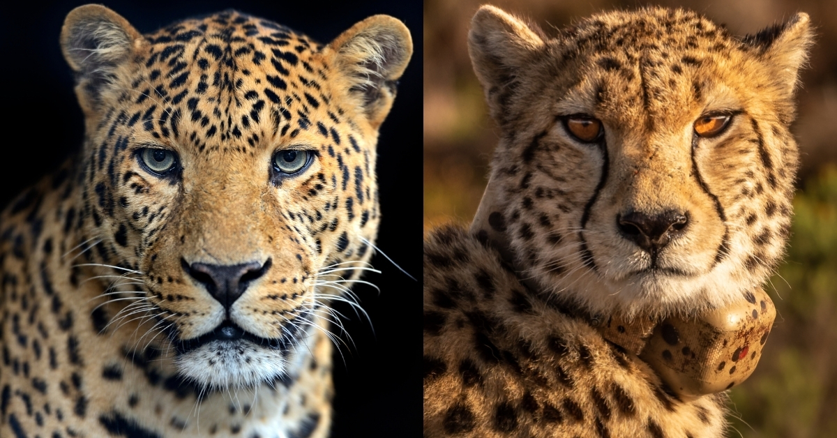 Leopard vs Cheetah: Know the Difference
