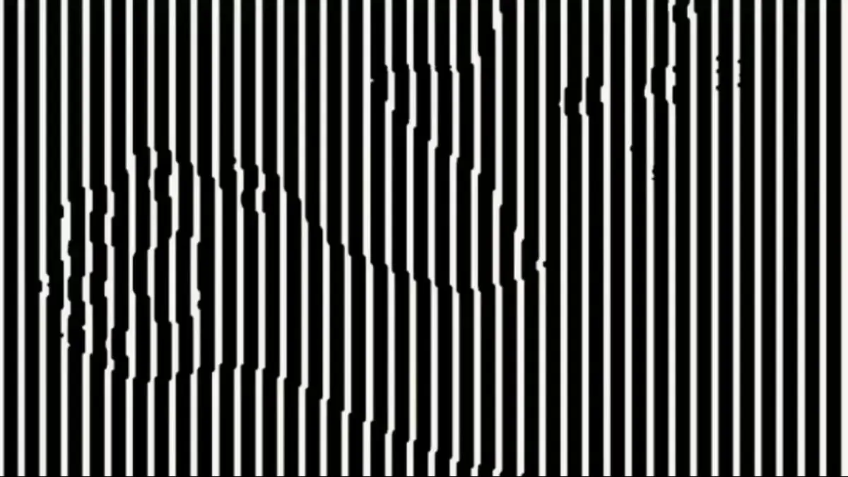 Find the hidden animal.