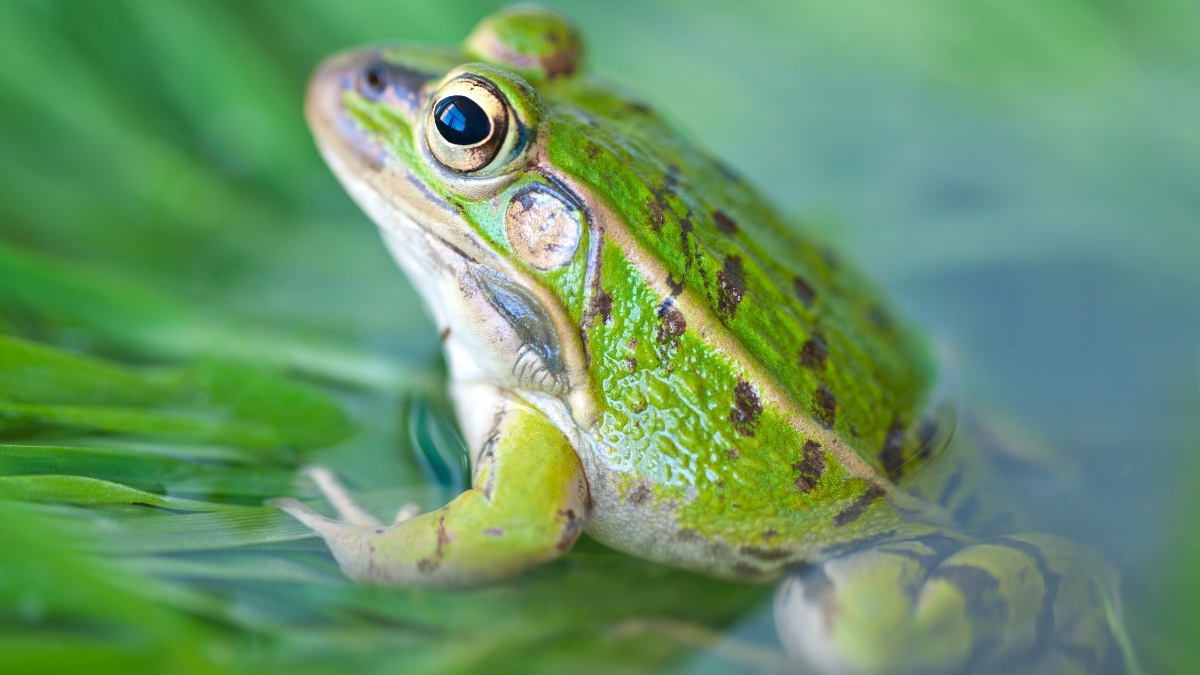 What is the Scientific Name of Frog?