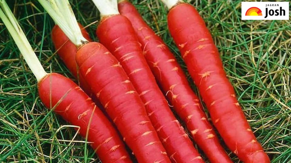 गाजर का सबसे बड़ा उत्पादक देश कौन-सा है, जानें यहां