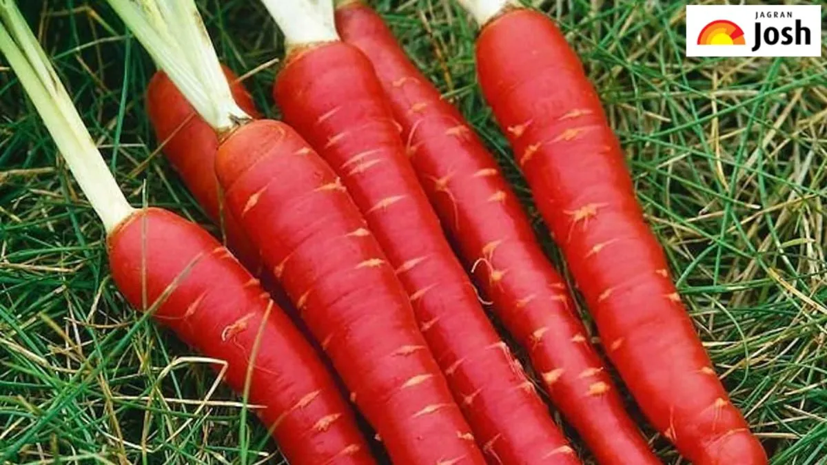 गाजर का सबसे बड़ा उत्पादक देश