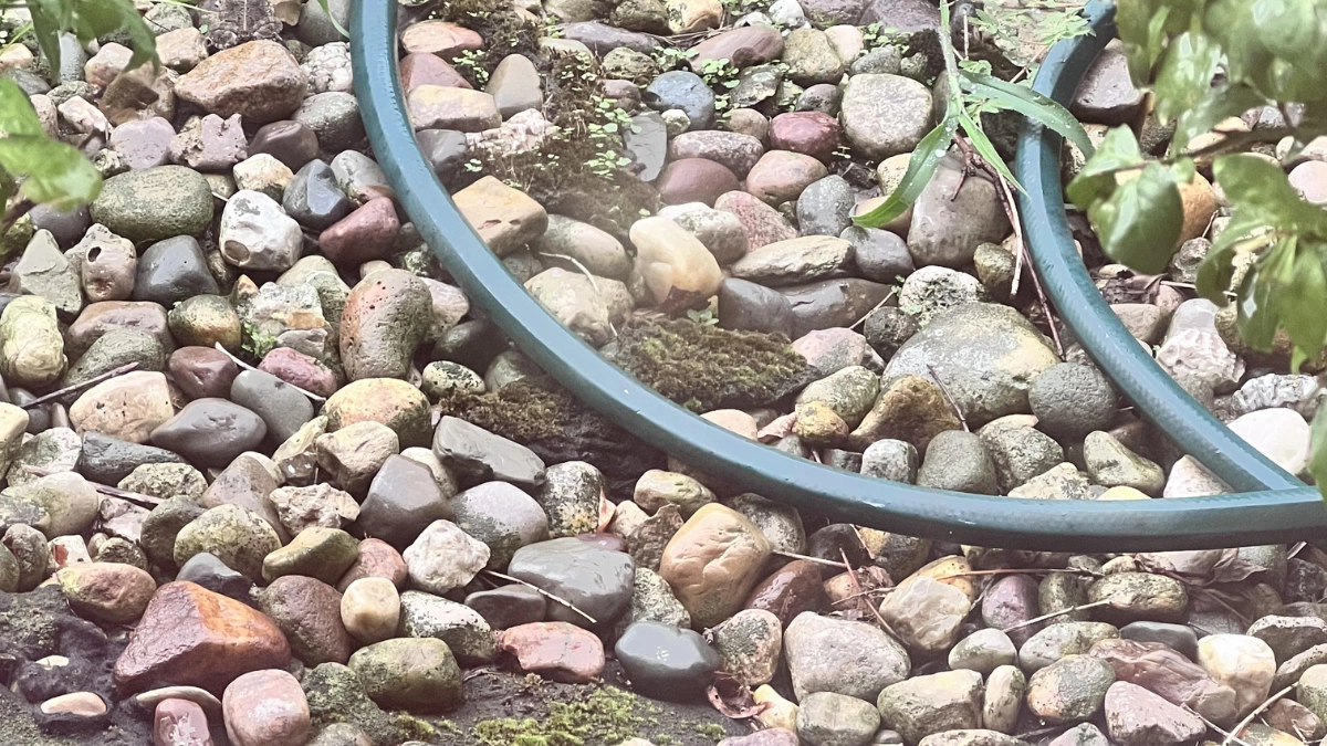 How Observant Are You? Spot the Hidden Frog in 5 Seconds!
