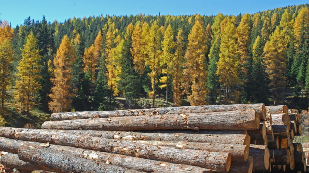 Which is the Hardest Wood in the World?