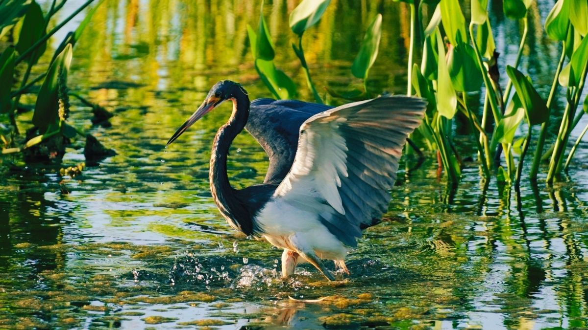 Top 9 Rarest Waterbirds Found in India: Check List!