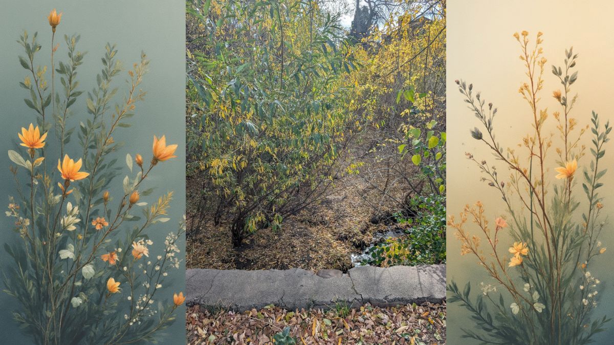 Are you among the top Snipers to find the Hidden Deer in this Whispers of Autumn Forest Path Optical Illusion?