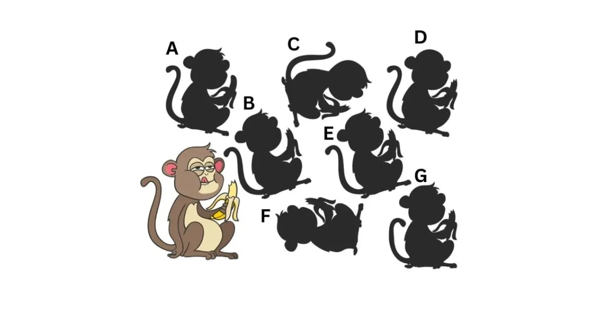 Find the Correct Shadow