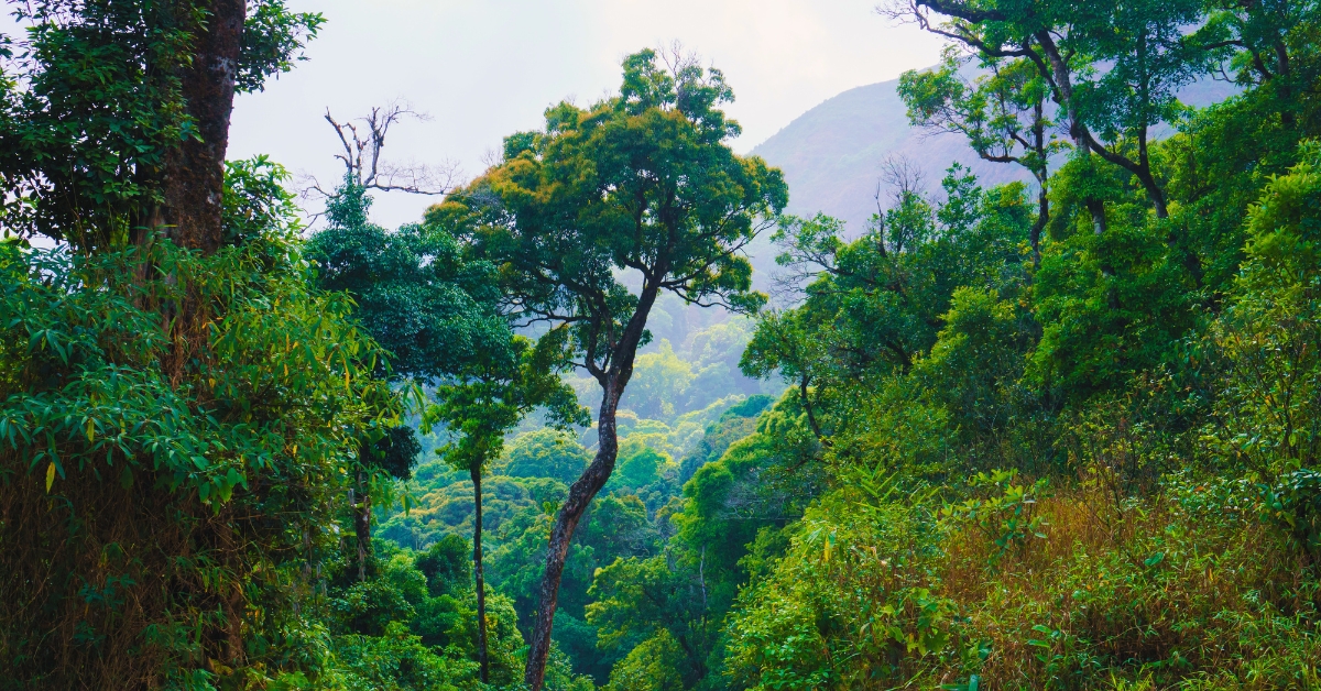 List of 10 Largest Rainforests in the World