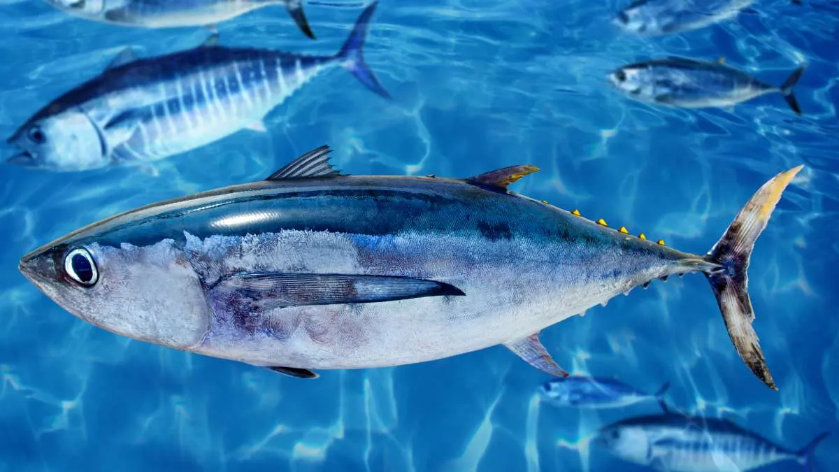 Largest Tunas in the World