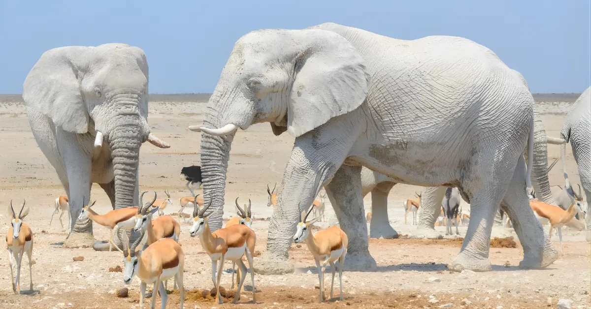 Which Country Is Known As The Land Of White Elephants?