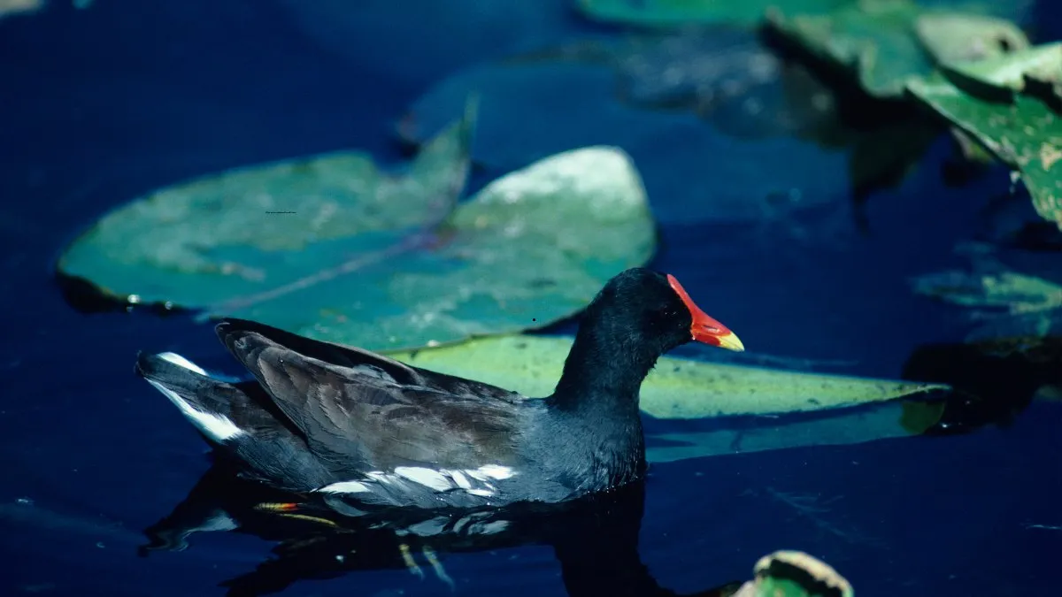 Most Common Birds in America