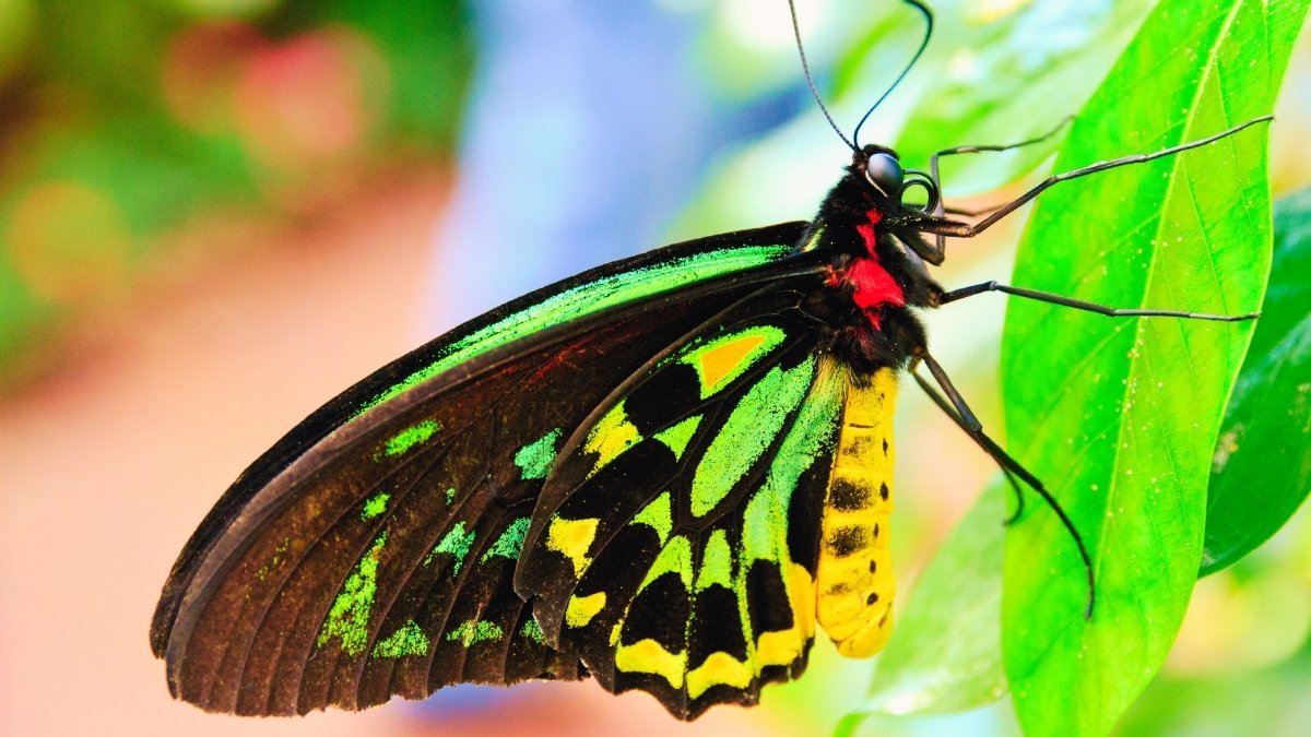 Largest Butterflies in the World: Top 7 Ranked List!