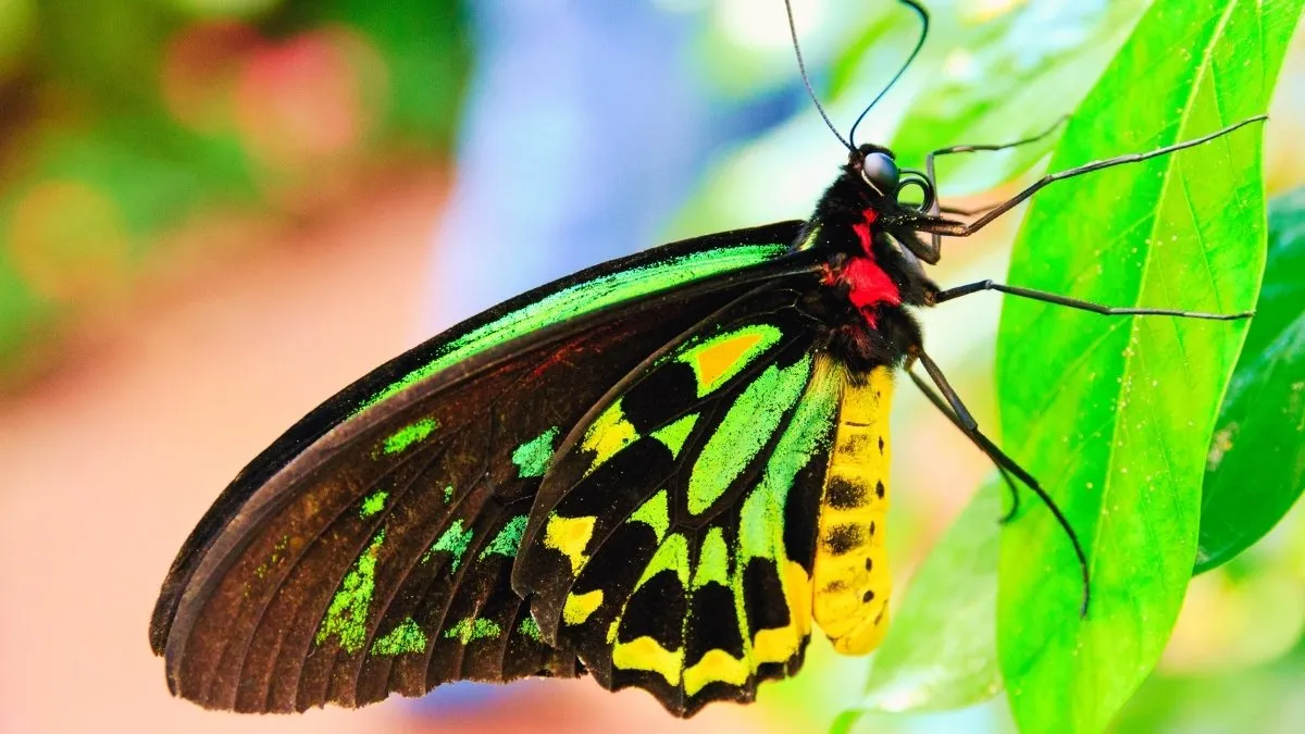 What is the World's Largest Butterfly?