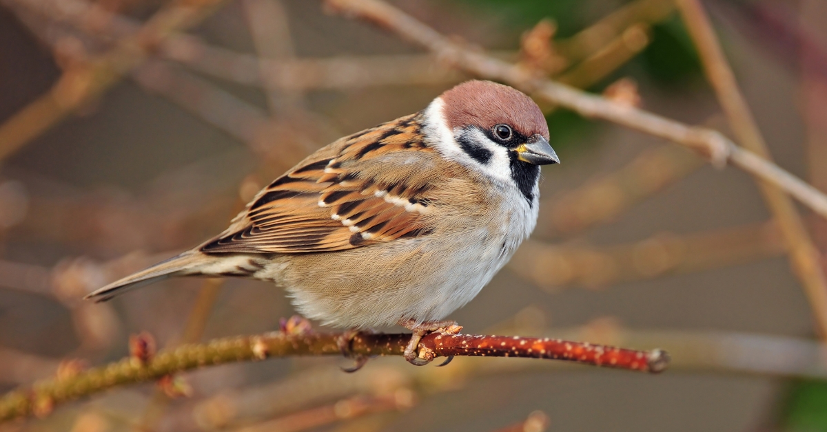List of 7 Most Beautiful Sparrow Birds in the World