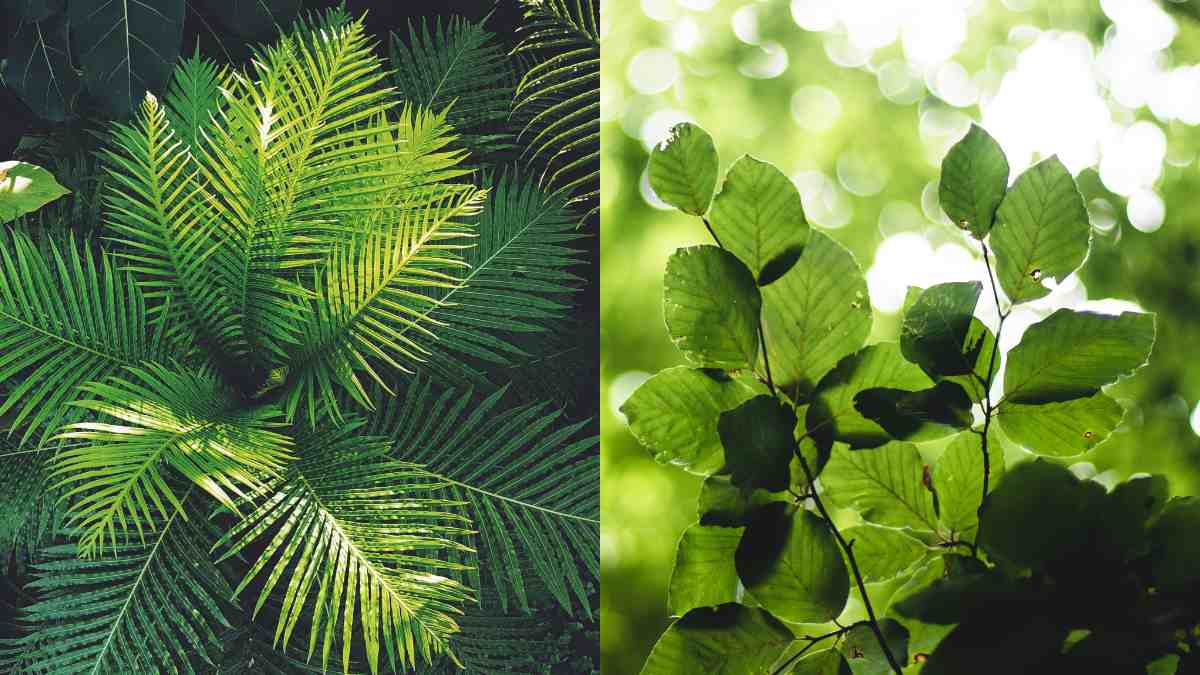 List of Top 7 Plants That Can Move Locations