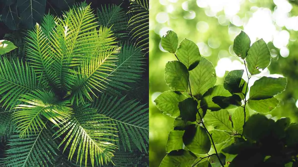 Plants that can move locations