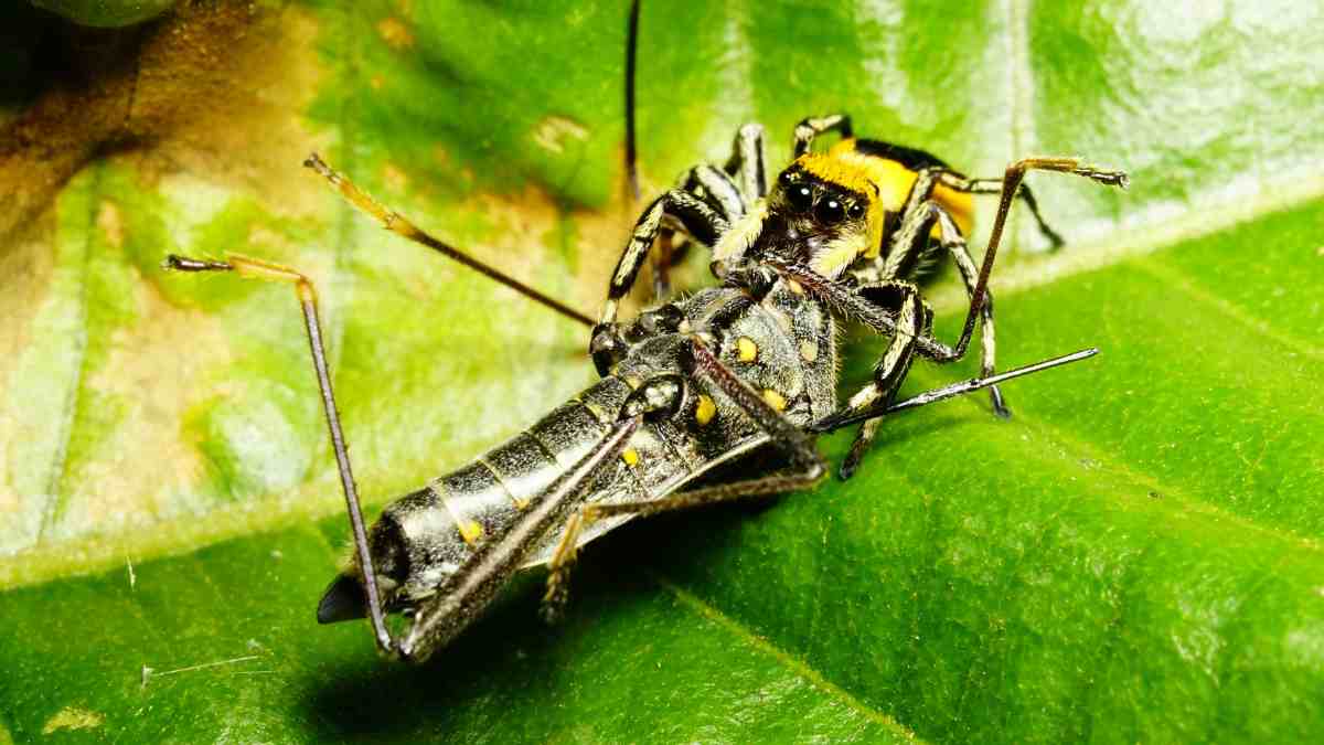 List of Top 7 Fastest Flying Insects in the World