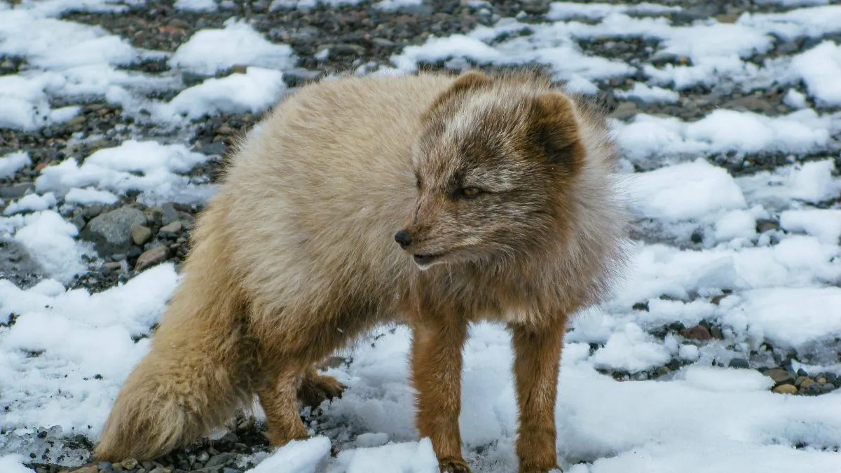 Animals with Superpowers