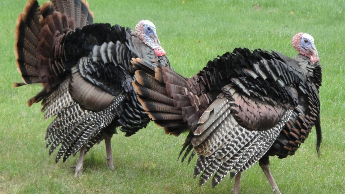What is a Group of Turkeys Called?