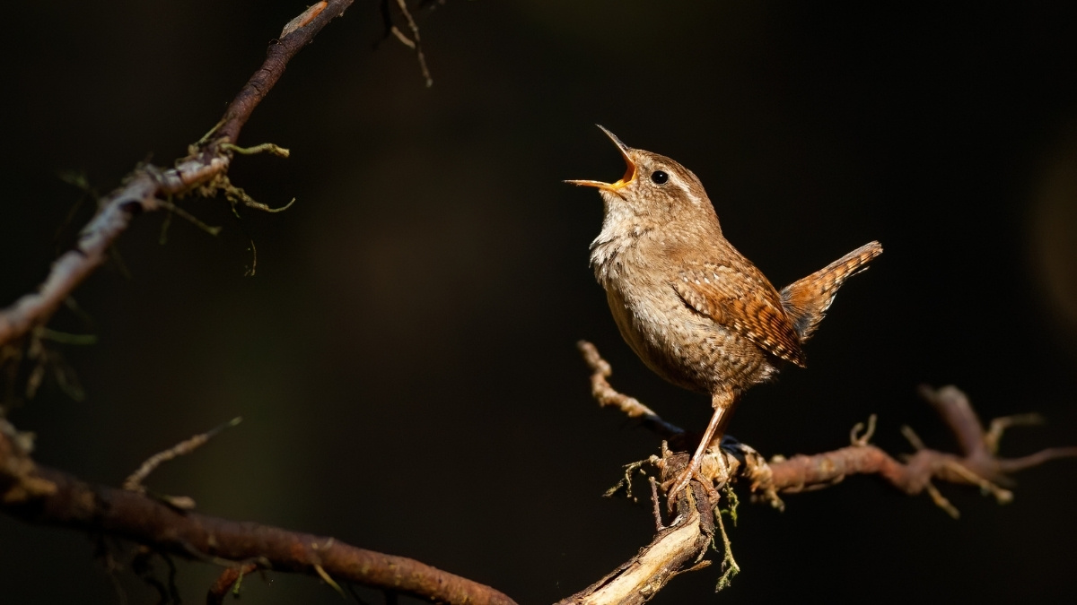 List of 5 Most Captivating Birds that Sing at Night: Ranked