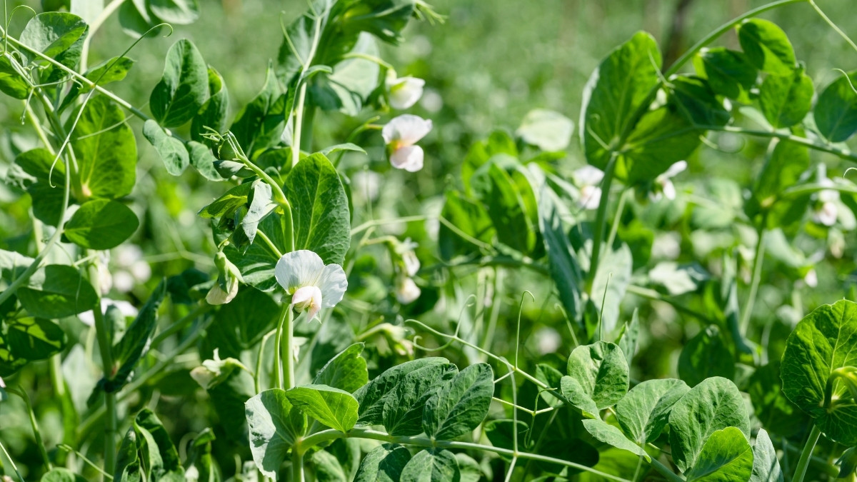 What is the Scientific Name of Pea Plant?