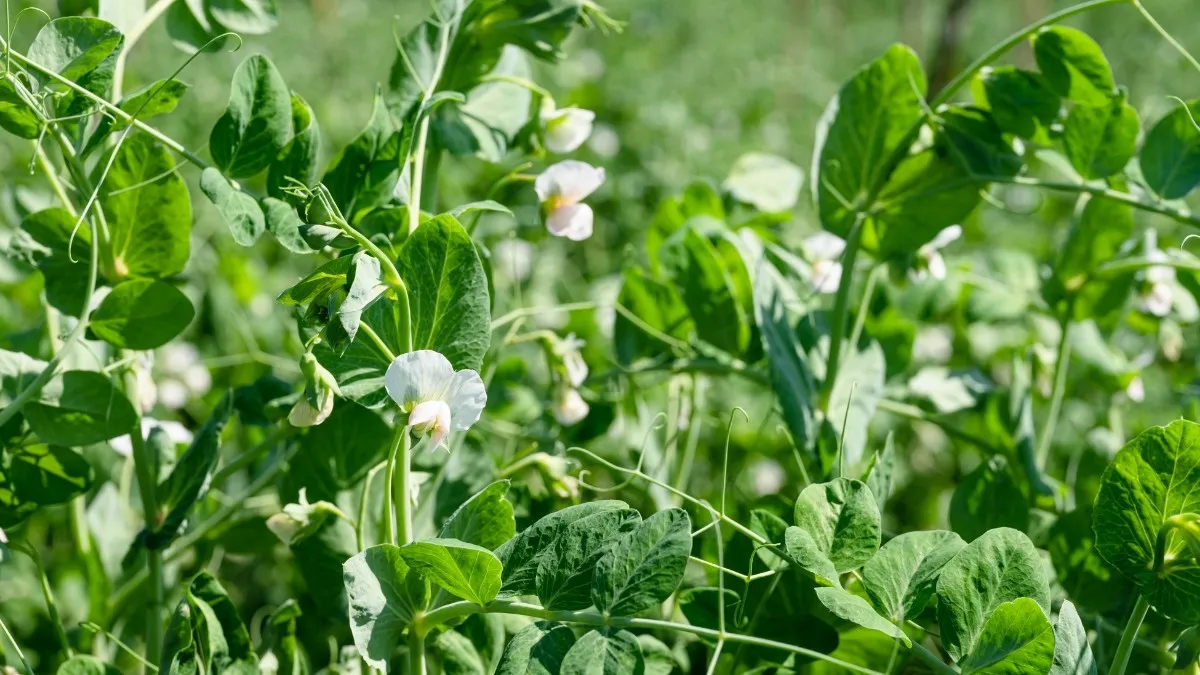 Scientific name of pea plant
