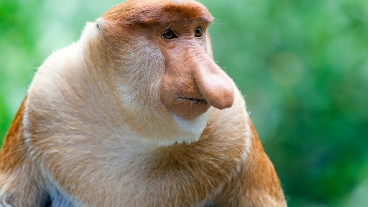 List of Top 5 Ugliest Animals in the World