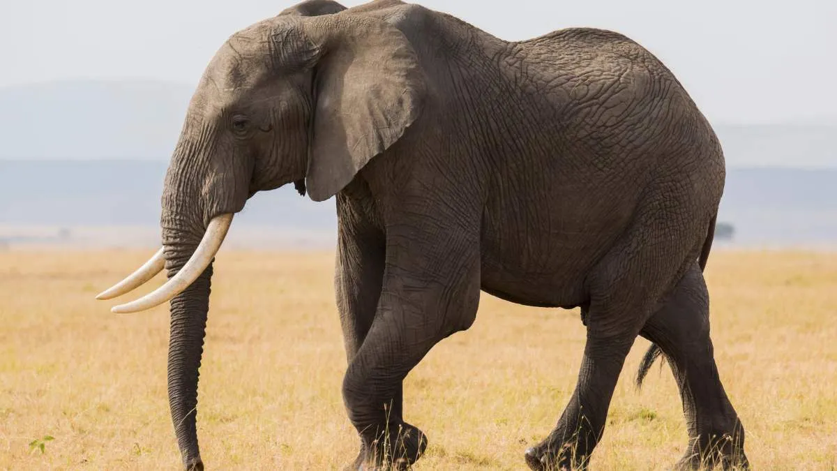 Which is the largest Elephant in the world?
