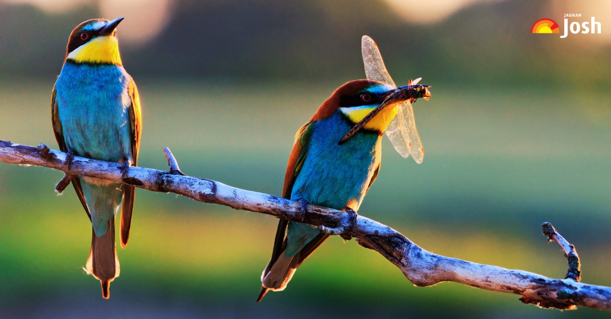 List of 7 Most Beautiful Birds in the World