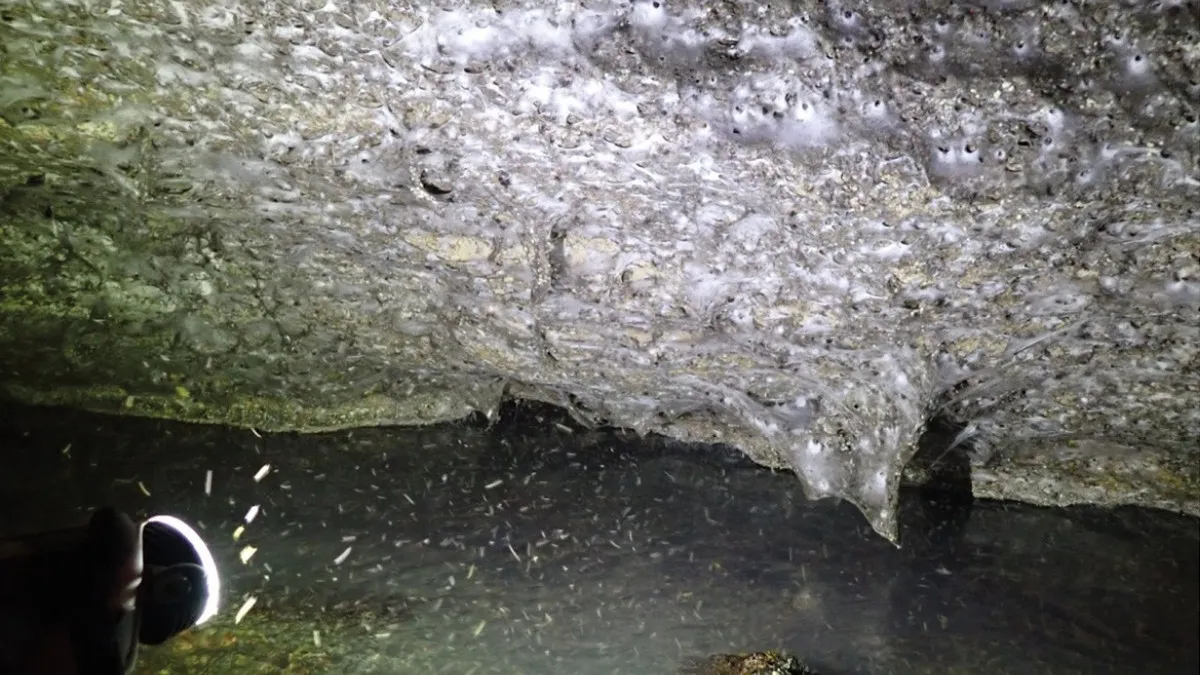 The biggest spider web in the world, Courtesy - Subterranean Biology